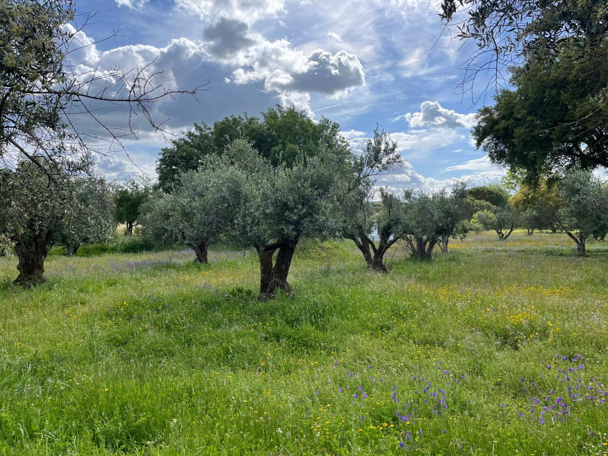 Вілла Quinta Do Faisco Евора Екстер'єр фото